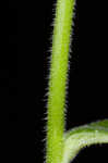 Pale spike lobelia